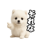 日常会話verポメラニアンの子犬（個別スタンプ：40）