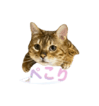 おちょらスタンプ No.3（個別スタンプ：3）