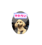 あいさつ犬！！（個別スタンプ：1）