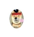 あいさつ犬！！（個別スタンプ：3）