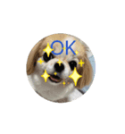 あいさつ犬！！（個別スタンプ：4）
