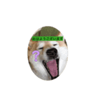 あいさつ犬！！（個別スタンプ：6）