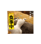 使うことのないアヒルなんです（個別スタンプ：5）
