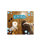 使うことのないアヒルなんです（個別スタンプ：6）