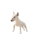 ブルテリアのぶー（個別スタンプ：3）