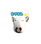 ブルテリアのぶー（個別スタンプ：7）