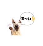 ブルテリアのぶー（個別スタンプ：11）