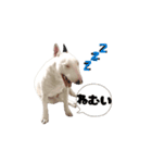 ブルテリアのぶー（個別スタンプ：12）