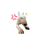 ブルテリアのぶー（個別スタンプ：15）