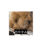 田舎のいぬの日常（個別スタンプ：4）