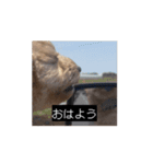 田舎のいぬの日常（個別スタンプ：6）