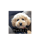 田舎のいぬの日常（個別スタンプ：7）