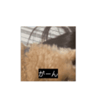 田舎のいぬの日常（個別スタンプ：12）