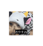 田舎のいぬの日常（個別スタンプ：15）