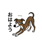 名前入りウィペットブリンドル（個別スタンプ：1）