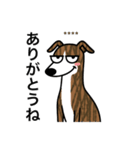 名前入りウィペットブリンドル（個別スタンプ：2）