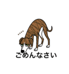 名前入りウィペットブリンドル（個別スタンプ：3）