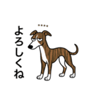 名前入りウィペットブリンドル（個別スタンプ：7）