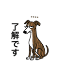 名前入りウィペットブリンドル（個別スタンプ：8）