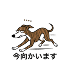 名前入りウィペットブリンドル（個別スタンプ：13）