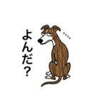 名前入りウィペットブリンドル（個別スタンプ：16）
