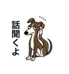 名前入りウィペットブリンドル（個別スタンプ：17）