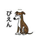 名前入りウィペットブリンドル（個別スタンプ：19）