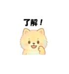 カラフルポメラニアン(通常)（個別スタンプ：1）