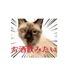 お酒とネコ好きな日常会話 41（個別スタンプ：2）