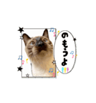 お酒とネコ好きな日常会話 41（個別スタンプ：5）