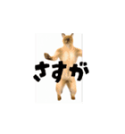 お酒とネコ好きな日常会話 41（個別スタンプ：13）