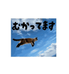 お酒とネコ好きな日常会話 41（個別スタンプ：16）