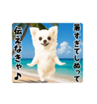 夏の♡エッホエッホ♪チワワ（個別スタンプ：3）