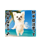 夏の♡エッホエッホ♪チワワ（個別スタンプ：4）