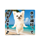 夏の♡エッホエッホ♪チワワ（個別スタンプ：5）