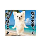 夏の♡エッホエッホ♪チワワ（個別スタンプ：6）