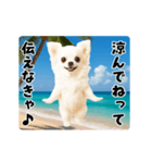 夏の♡エッホエッホ♪チワワ（個別スタンプ：7）
