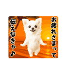 夏の♡エッホエッホ♪チワワ（個別スタンプ：10）