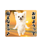 夏の♡エッホエッホ♪チワワ（個別スタンプ：11）