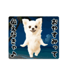 夏の♡エッホエッホ♪チワワ（個別スタンプ：12）