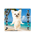 夏の♡エッホエッホ♪チワワ（個別スタンプ：13）