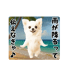 夏の♡エッホエッホ♪チワワ（個別スタンプ：14）