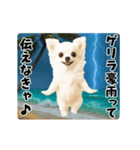 夏の♡エッホエッホ♪チワワ（個別スタンプ：15）