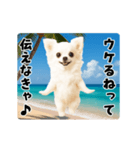 夏の♡エッホエッホ♪チワワ（個別スタンプ：16）