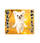 夏の♡エッホエッホ♪チワワ（個別スタンプ：17）