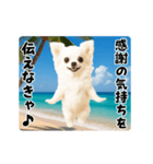 夏の♡エッホエッホ♪チワワ（個別スタンプ：18）