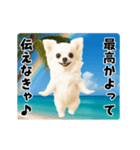 夏の♡エッホエッホ♪チワワ（個別スタンプ：19）