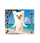 夏の♡エッホエッホ♪チワワ（個別スタンプ：20）