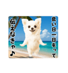 夏の♡エッホエッホ♪チワワ（個別スタンプ：21）