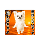 夏の♡エッホエッホ♪チワワ（個別スタンプ：22）